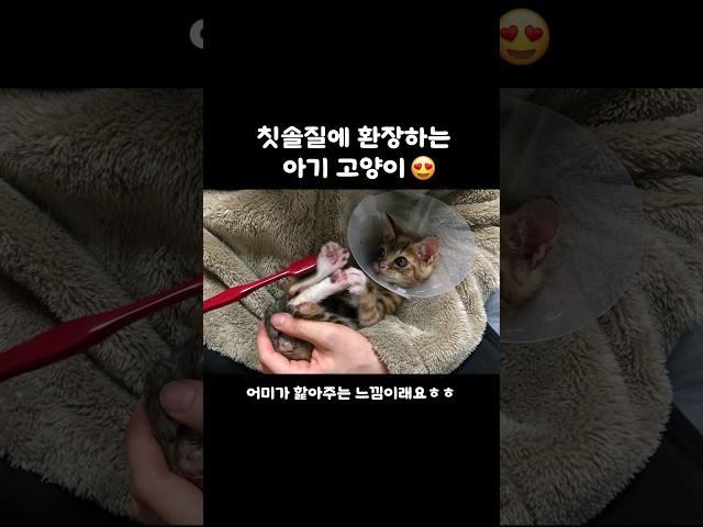 고양이들이 환장하는 칫솔그루밍🪥