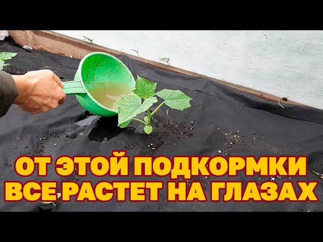 ЛУЧШЕЕ УДОБРЕНИЕ ДЛЯ БУЙНОГО РОСТА ОГУРЦОВ ЦВЕТОВ ЧЕСНОКА ЛУКА КАПУСТЫ garden@obovsemsmarusya