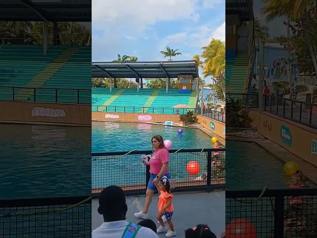 "Delfines bateando pelotas con su cola"en el Seacuariun #miami,#usa,#florida,#shorts