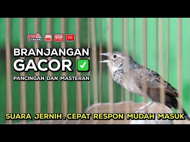 Pancingan dan Masteran Branjangan Gacor Isian Mewah‼️ Episode 08