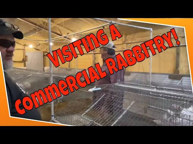 We visited a commercial rabbitry!