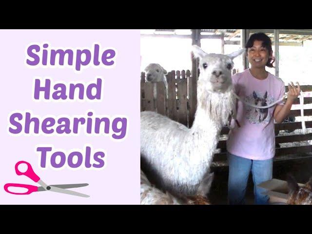 Suri Alpaca Hand Shearing Tools: Simple, Cheap, and Effective