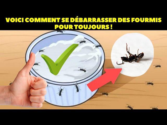 Voici comment se débarrasser des fourmis pour toujours !