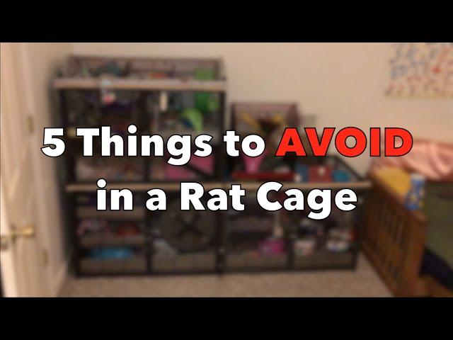 5 Things to Avoid in a Rat Cage