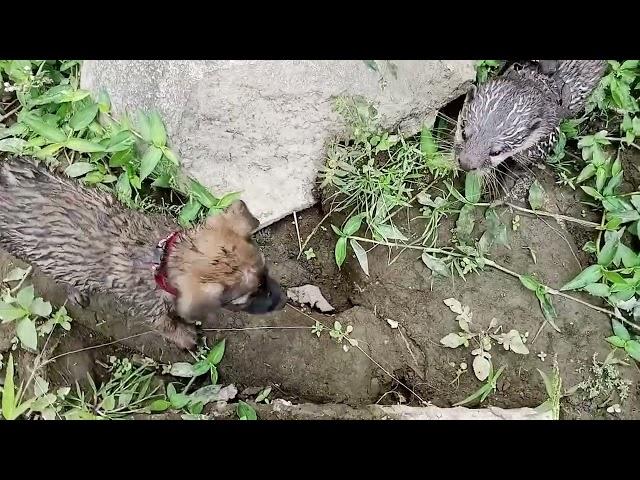 sentot & ophet berlatih fisik di pinggir sungai #otter #anakanjingpemburu #animals #dog