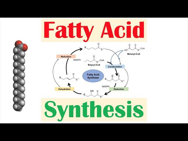 Fatty Acid Synthesis Pathway: Overview, Enzymes and Regulation