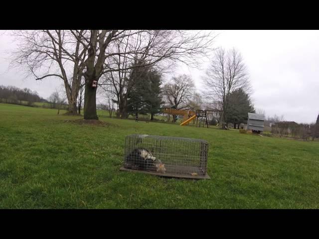 Skunk in a Live Trap : How To Cover for Release or Movement