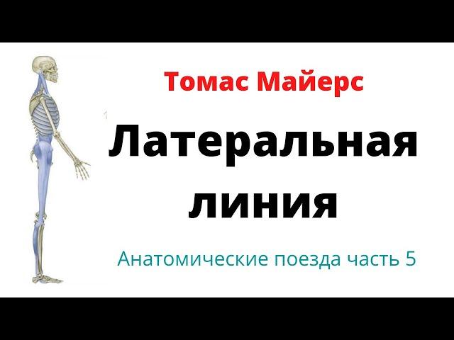 Латеральная линия по Томасу Майерсу. Анатомические поезда часть 5.