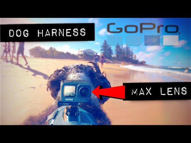 GoPro Max Lens Mod  DOG POV Harness