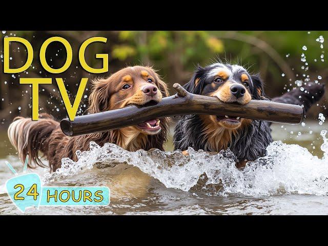 DOG TV for Dogs to Watch: Best Videos for Dogs to Prevent Boredom Home Alone - Music Entertain Dogs