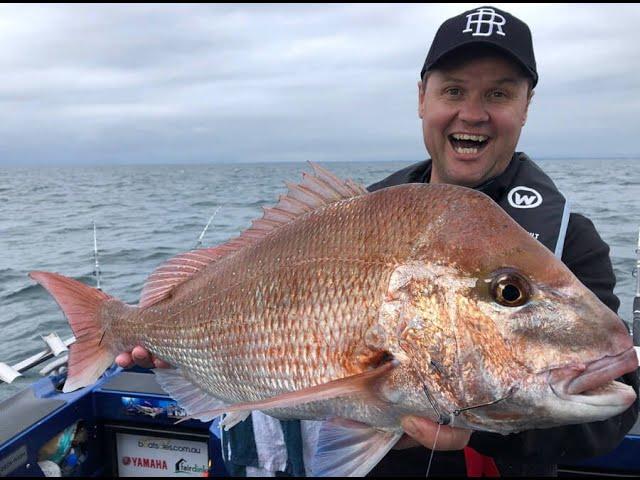 IFISH Port Phillip Bay Snapper