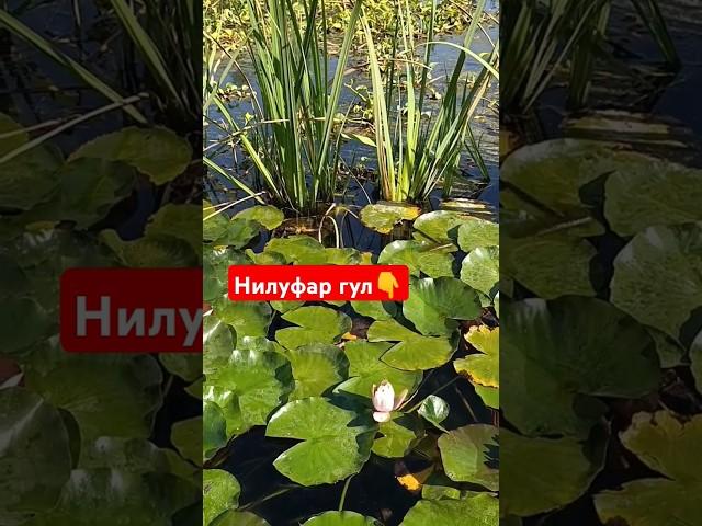 Нилуфар гулни ким курган сувда усишини