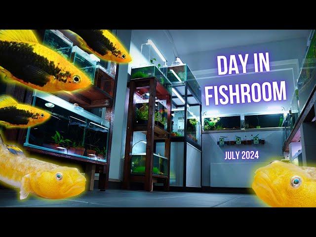 I got NEW FISH (SUPER RARE GOBY and PLATY FISH) | A DAY in the FISHROOM JULY 2024