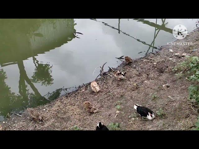 My Village Cute Duck Vlog