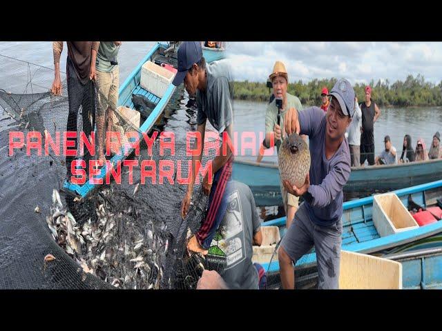 Panen Raya Ikan Danau  Sentarum Hasil Bubu Bersama Sifu Abun Bilun & Tim || Hasil Yang Melimpah !!!