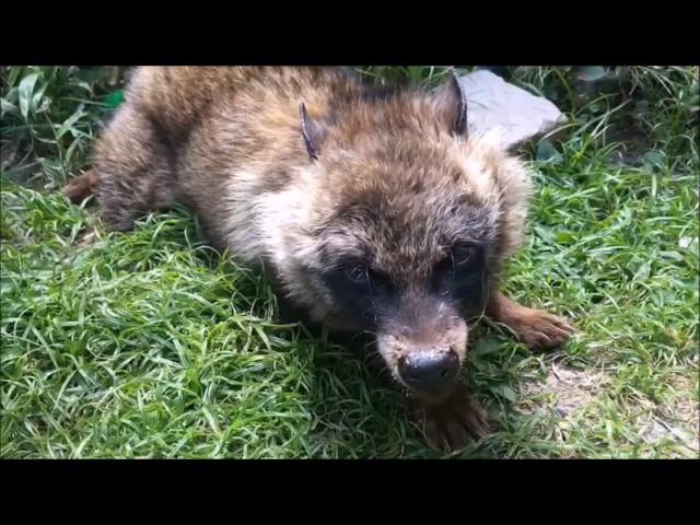 Good Morning JAPANESE TANUKI