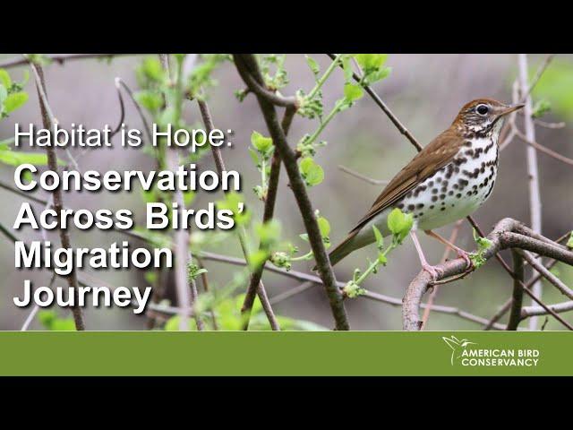 Habitat is Hope: Conservation Across Birds' Migration Journey  | ABC Webinar