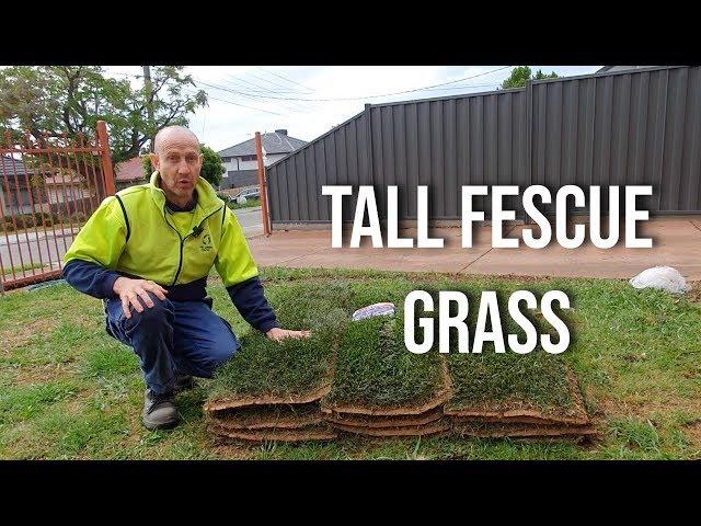 Instant Turf Melbourne - RTF Tall Fescue