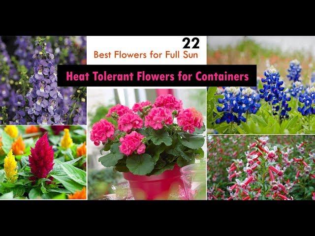 22 Best Heat Tolerant Flowers for Full Sun