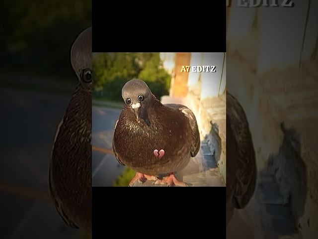 Animals With Eyes at the Front  #shortsvideo #viral #funny #trending