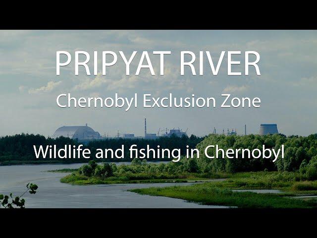 The Pripyat River in the Chernobyl Exclusion Zone.️ Picturesque Chernobyl Radioactive Reserve