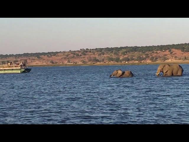 Elephant Swimming - Chobe, Botswana