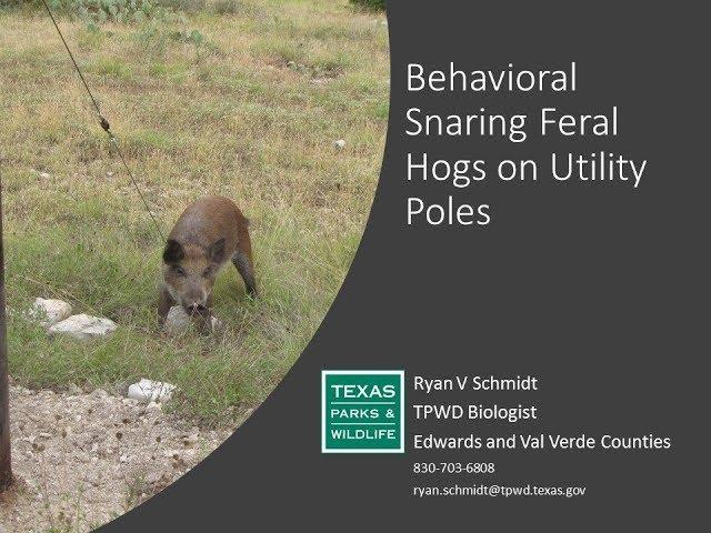 Behavioral Snaring for Feral Hogs on Utility Poles