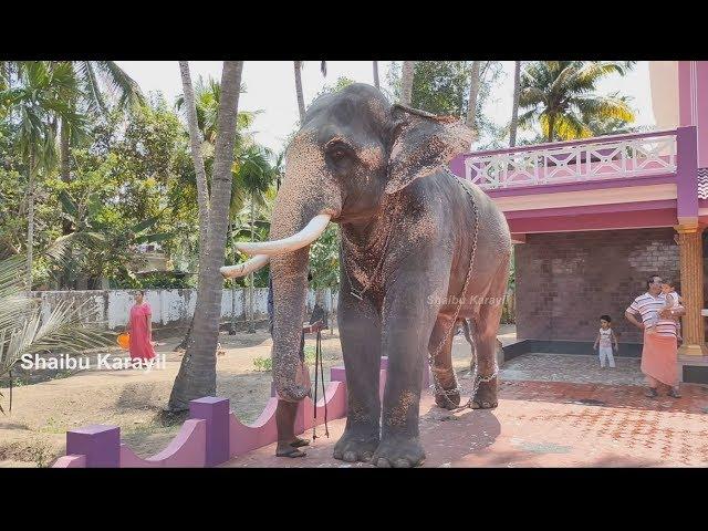 അമ്പാടി ബാലനാരായണൻ | AMBADI BALAN | AMBADI BALANARAYANAN ELEPHANT