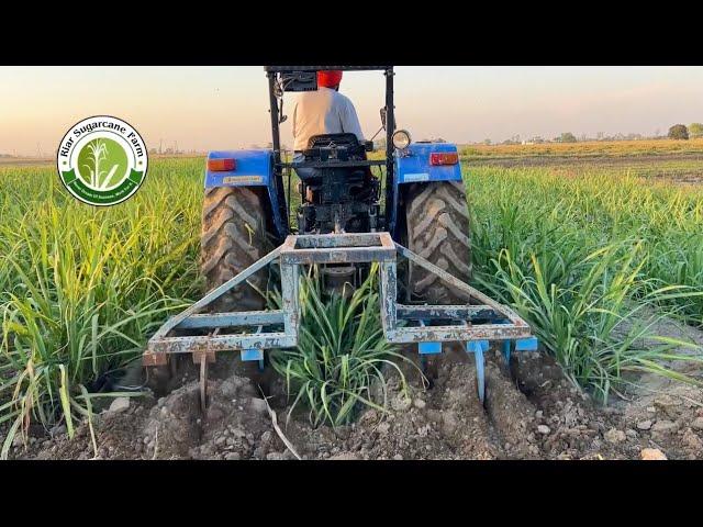 Sugarcane variety co 0118 #riar_sugarcane_farm #trencher #sugarcane_ Nursery