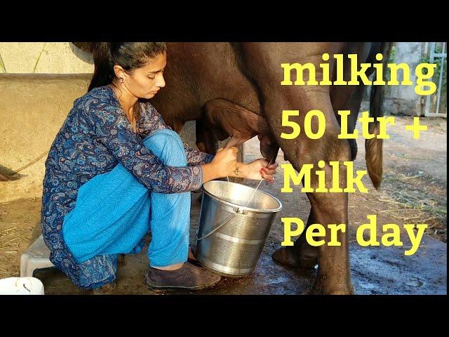 Buffalo Milking evening schedule, Village life vlogs