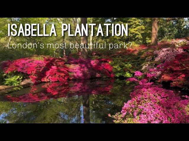 Hidden paradise in Richmond park. Isabella plantation