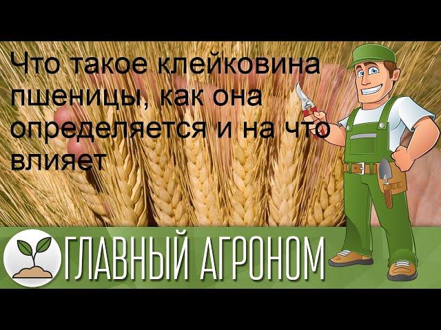 Что такое клейковина пшеницы, как она определяется и на что влияет