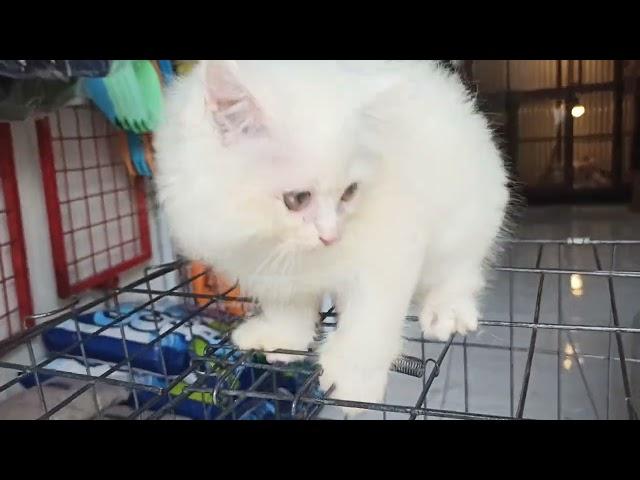 Jual Kitten Persia Whitesolid Betina Surabaya Magelang Denpasar