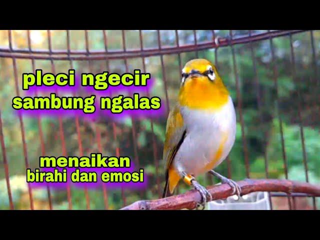 Pleci Ngecir Sambung Ngalas 100% Ampuh Menaikan Birahi Dan Emosi