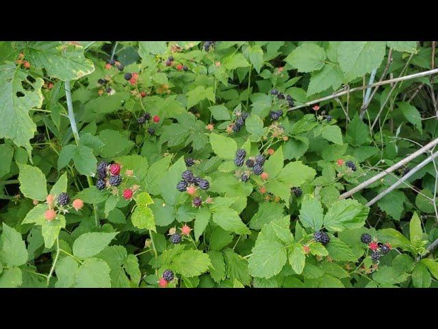 What are Wild Black Raspberries?