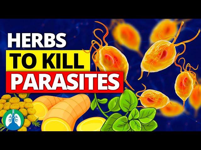 Top 10 Best Herbs for Parasites (Natural Detox and Cleanse)