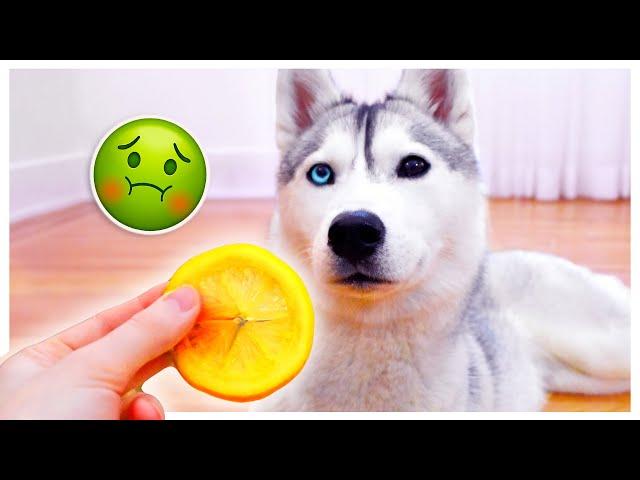 HUSKY Tries Lemon and Finds it So Gross She Pretends to Pass Out!