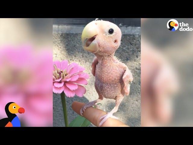 Naked Bird Who Lost Her Feathers Is So Loved Now | The Dodo