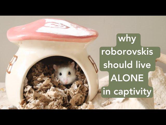 Why roborovski hamsters should live alone in captivity