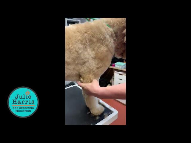 Handling to clip a dog's armpit