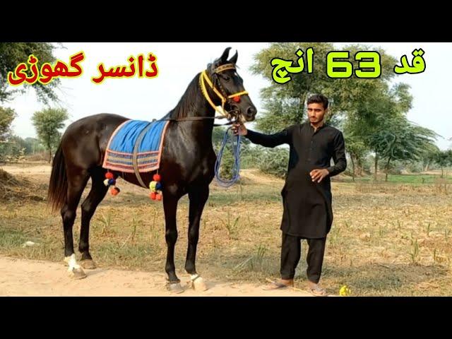 Big hight horses:dancer horse:chak 175 jb jhang