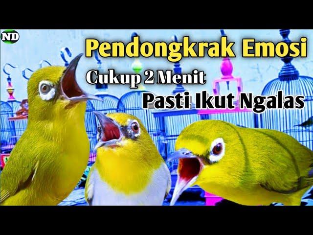 Pancingan Pleci Biar Cepat Ngalas || Pleci Ngalas Manggil Lawan