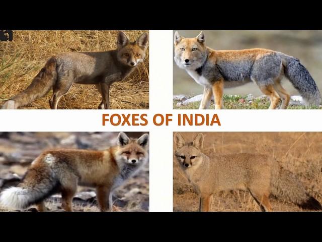 Foxes of India   | Mammals | Indian Animals