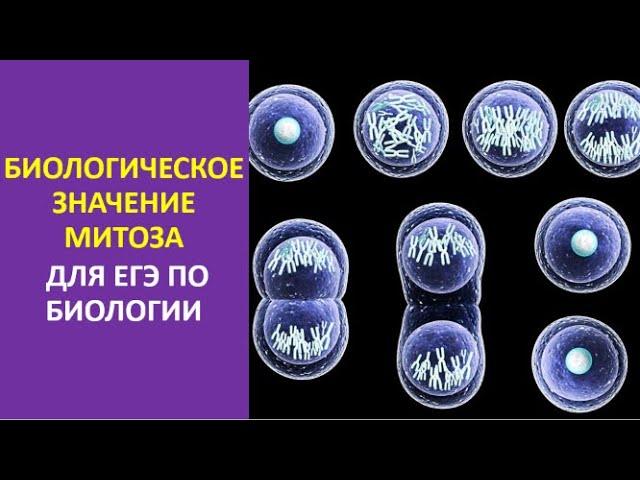 1. Биологическое значение митоза для ЕГЭ по биологии