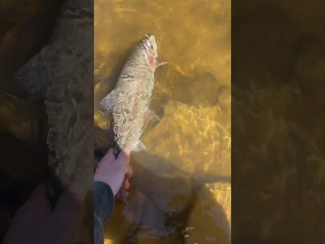 MONSTER COLORADO RAINBOW TROUT!! #blowthisup #viral #fishing #colorado #fishingshorts #shorts #video