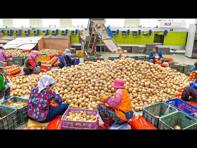 Amazing! A collection of BEST8 large-scale food production factories in Korea