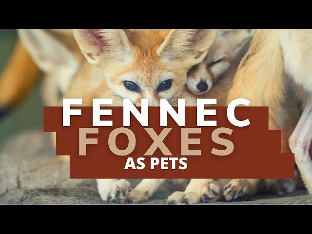 Fennec Fox Pet | The Ultimate Guide