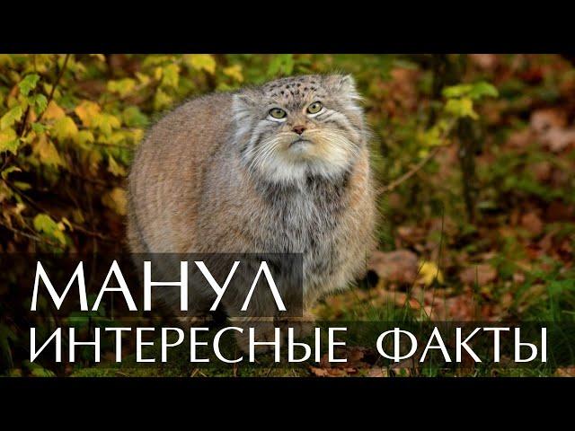 Манул - интересные факты