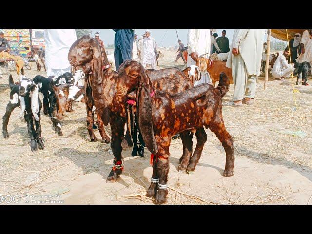 Sahiwal Bakra Mandi Me Cute Bacche Nagra Betal Gotas Naveed Khan goat farm 03135363101
