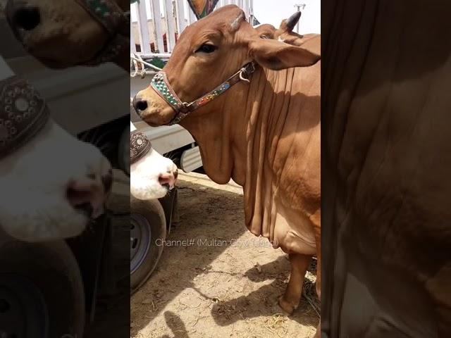 Mashallah Beautiful Bachrii in Multan Cow Mandi || #Shortvideo || Qurbani 2021